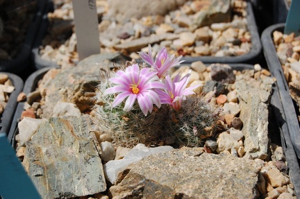 Mammillaria boolii