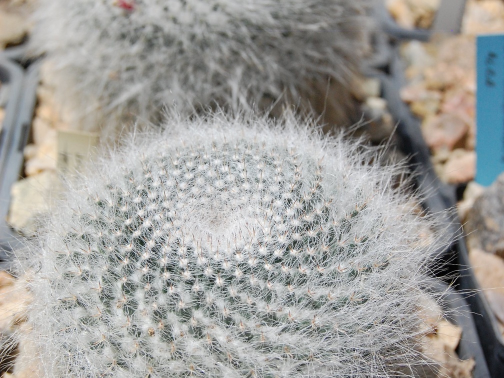Mammillaria hahniana