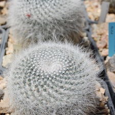 Mammillaria hahniana