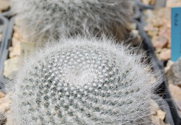 Mammillaria hahniana