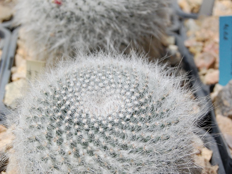 Mammillaria hahniana