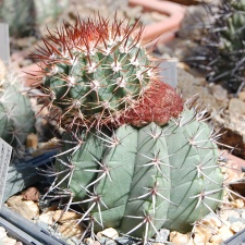 Коллекция Басараба Попа (Констанца, Румыния) (1673 відвідувань) Melocactus
Фото Оксаны Руденко (Одесса) июнь 2014 Коллекция Басараба Попа (Констанца, Румыния)