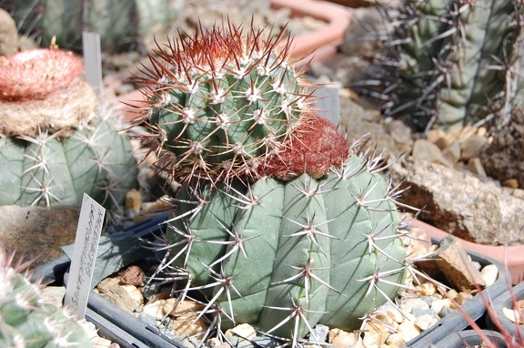 Коллекция Басараба Попа (Констанца, Румыния)