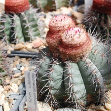 Коллекция Басараба Попа (Констанца, Румыния) (1570 відвідувань) Melocactus
Фото Оксаны Руденко (Одесса) июнь 2014 Коллекция Басараба Попа (Констанца, Румыния)