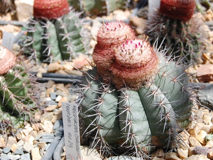 Коллекция Басараба Попа (Констанца, Румыния) (1570 відвідувань) Melocactus
Фото Оксаны Руденко (Одесса) июнь 2014 Коллекция Басараба Попа (Констанца, Румыния)