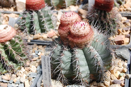 Коллекция Басараба Попа (Констанца, Румыния)