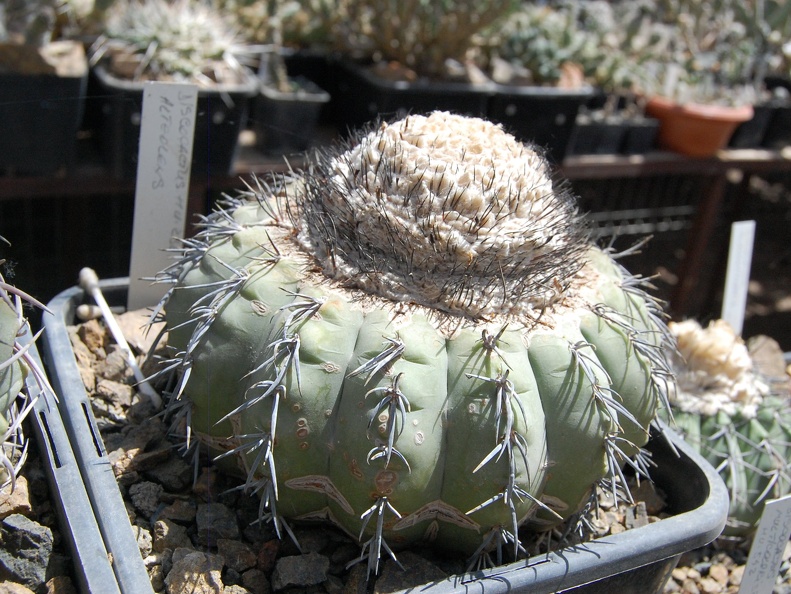 Melocactus alteolens HU232