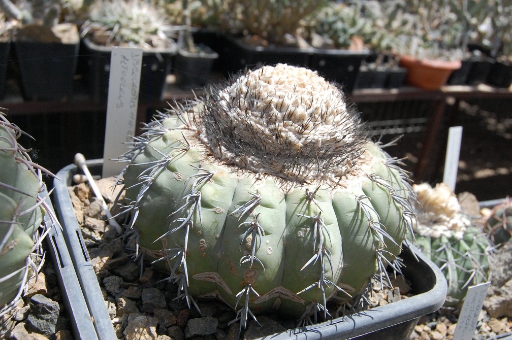 Melocactus alteolens HU232