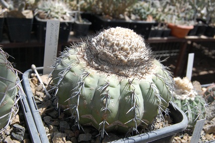 Melocactus alteolens HU232