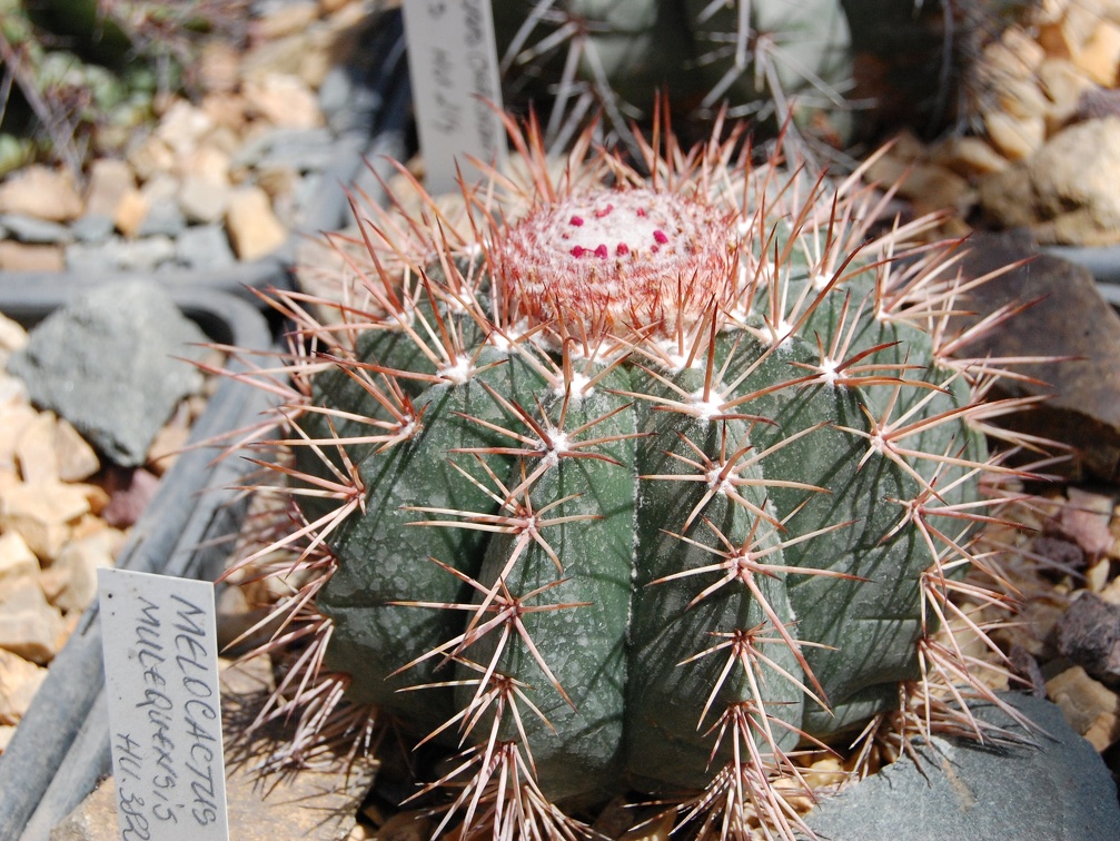 Melocactus concinnus HU 214