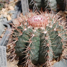 Melocactus concinnus HU 214