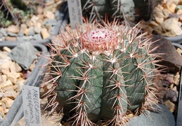 Melocactus concinnus HU 214