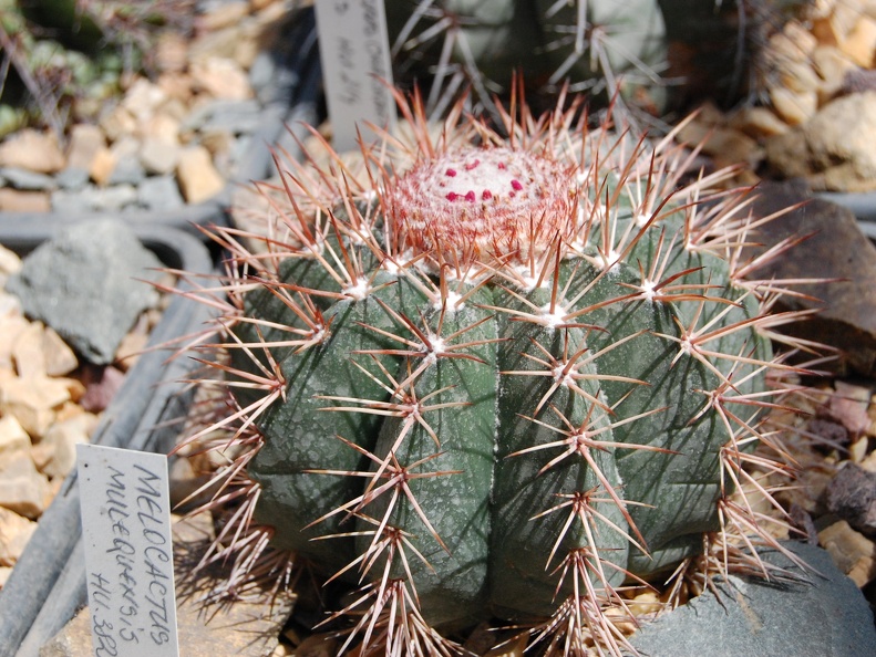 Melocactus concinnus HU 214