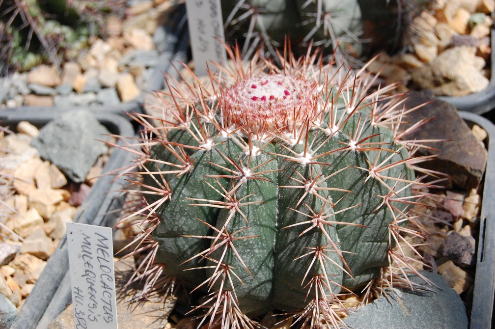 Melocactus concinnus HU 214
