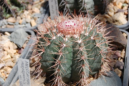 Melocactus concinnus HU 214