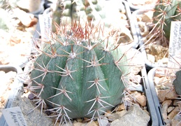 Melocactus maxonii