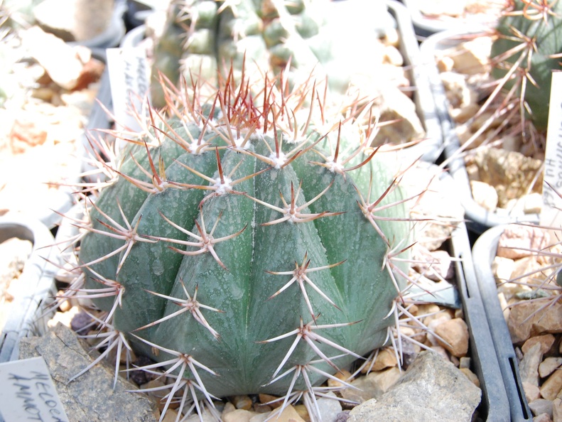 Melocactus maxonii