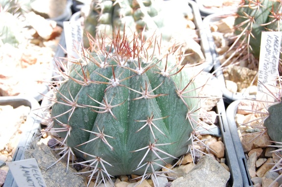 Melocactus maxonii