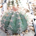 Melocactus maxonii