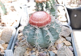 Melocactus neryi