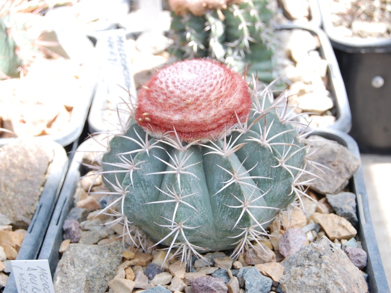 Melocactus neryi