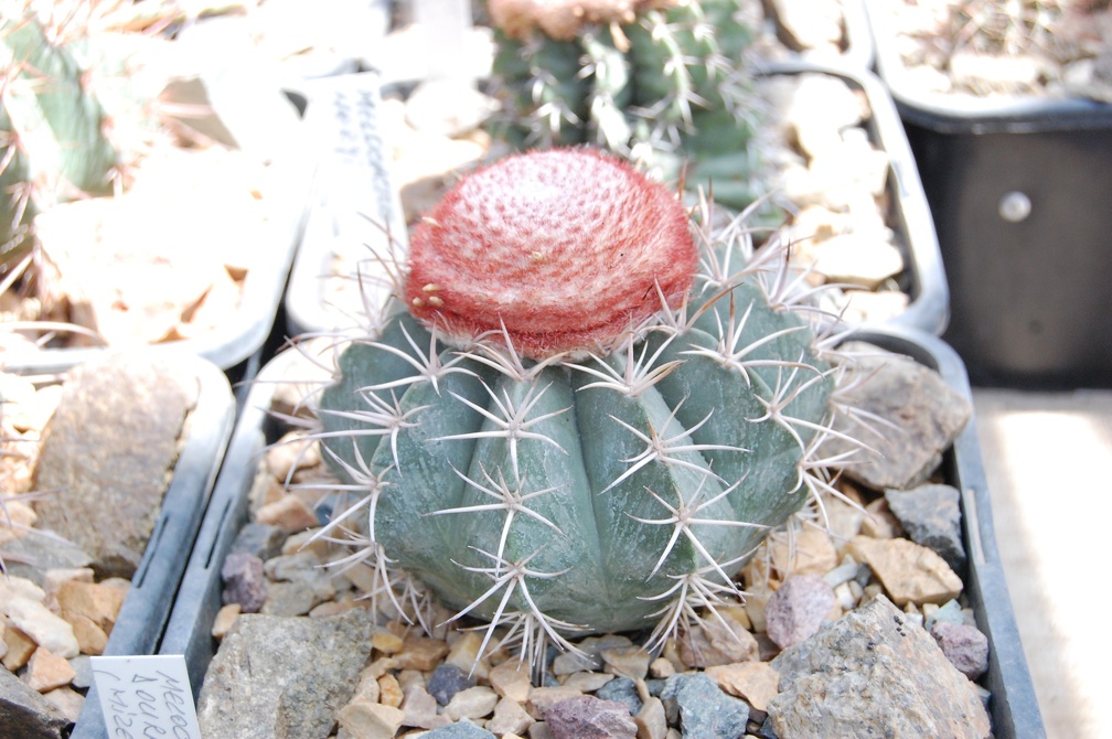 Melocactus neryi