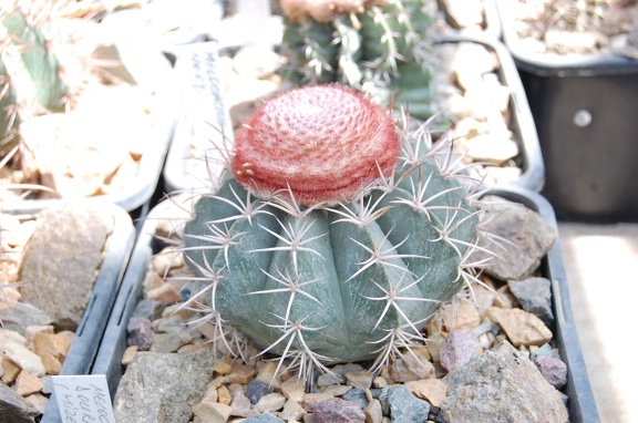 Melocactus neryi
