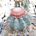 Melocactus neryi