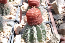 Melocactus paucispinus