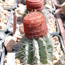 Melocactus paucispinus