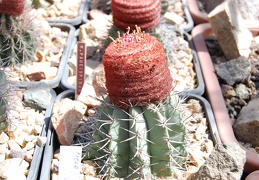 Melocactus paucispinus