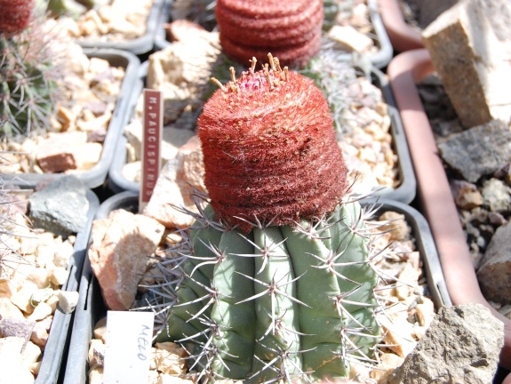 Melocactus paucispinus