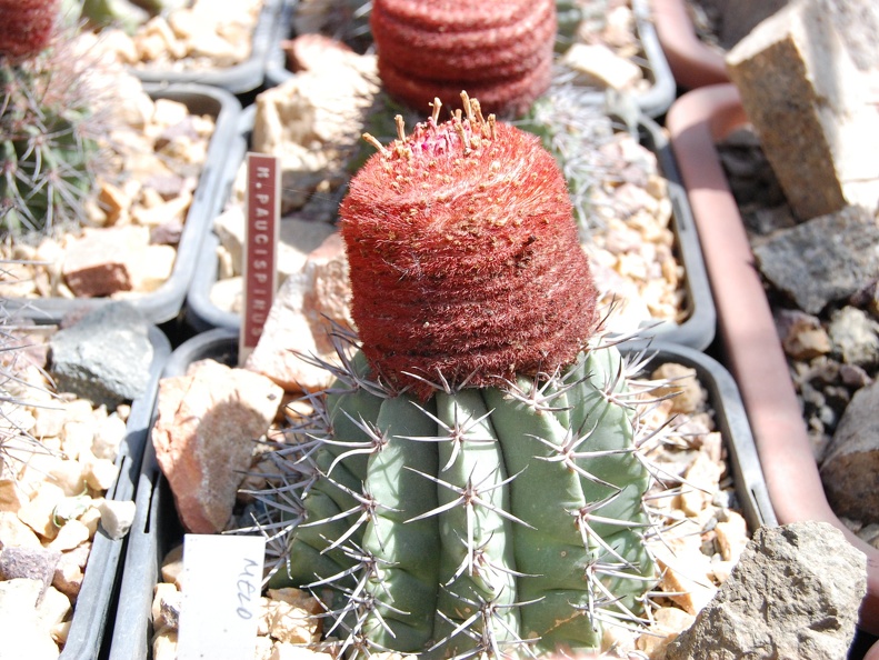 Melocactus paucispinus