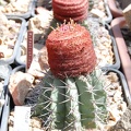 Melocactus paucispinus (2235 відвідувань) Melocactus paucispinus
