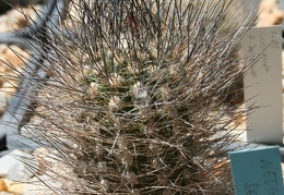 Neoporteria senilis