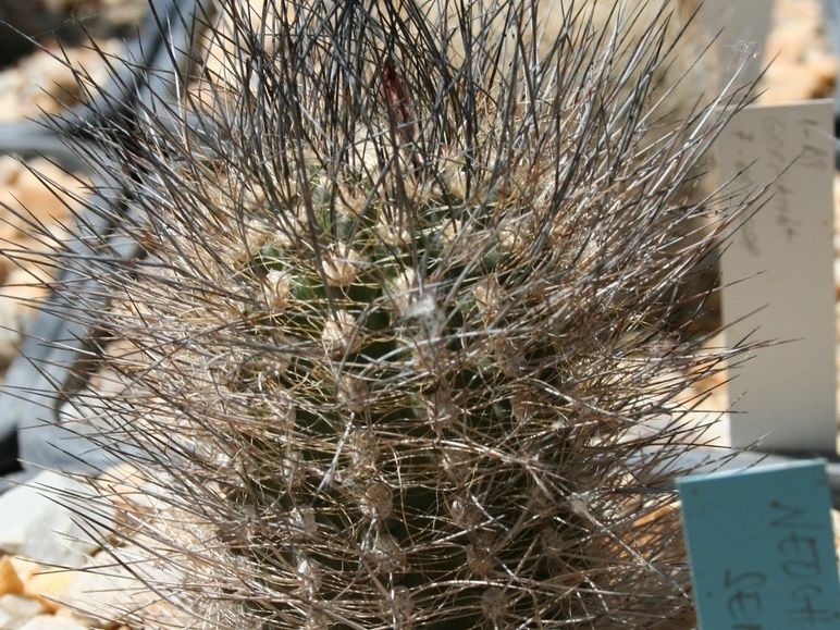Neoporteria senilis