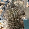 Neoporteria senilis