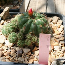 Oroya ocollana