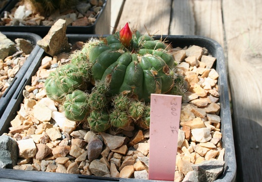 Oroya ocollana