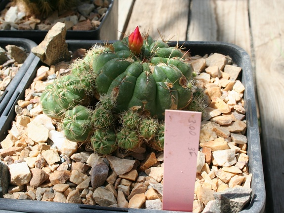 Oroya ocollana