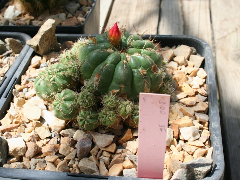 Oroya ocollana