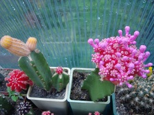 Коллекция Игоря Билык (Белая Церковь)