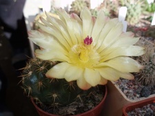 Коллекция Игоря Билык (Белая Церковь)