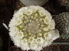 Коллекция Игоря Билык (Белая Церковь)