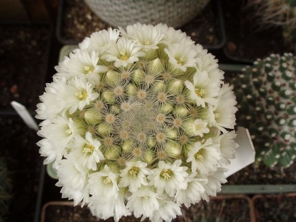 Коллекция Игоря Билык (Белая Церковь)