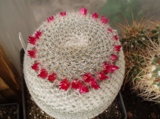 Коллекция Игоря Билык (Белая Церковь)