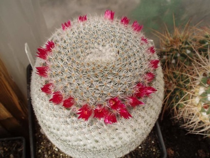 Коллекция Игоря Билык (Белая Церковь)