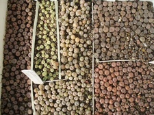 Коллекция Игоря Билык (Белая Церковь)