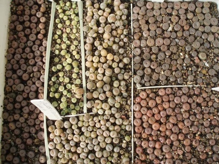 Коллекция Игоря Билык (Белая Церковь)