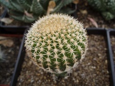 Коллекция Игоря Билык (Белая Церковь)